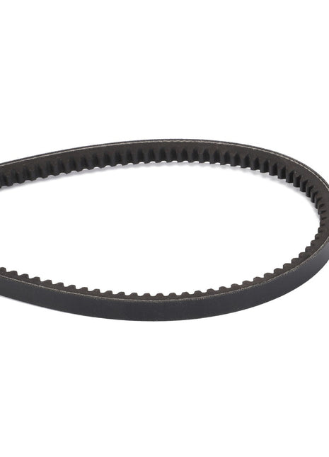 Close-up of the AGCO V Belt - D41990019 with teeth on the inner edge, forming an elongated loop against a white background, commonly used in Massey Ferguson Models.